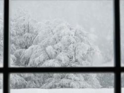 Full HD PAL -  Snow Fall Scene Seamless Loop Stock Footage