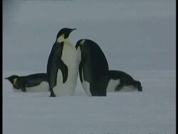 MS Group of emperor penguins, some standing on ice while others slide across ice on bellies, Antarctica Stock Footage