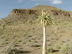 WS PAN View of Quiver trees scattered across mountain slope / Namaqualand, Northern Cape, South Africa Stock Footage