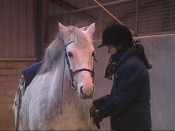 Horse welfare Stock Footage