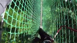 High Ropes / Assault course walking on Netting Stock Footage
