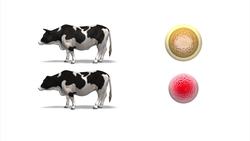 Cow bred to produce low-lactose milk Instructional Video