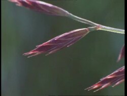 CU time lapse anthers forming on grass, England, UK Stock Footage