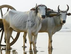 Bullock Cart On Tropical Beach Stock Footage