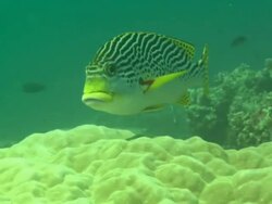 Sweetlips, at cleaning station, facing over coral Borneo, Malaysia, Southeast Asia Stock Footage