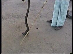 INDIA: VADINAGAR: VILLAGE HOME TO SNAKE CHARMERS FOR GENERATIONS News Clip