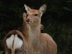 Sika Deer (Cervus nippon) CU head ,in Kinkazan island, Japan  Stock Footage