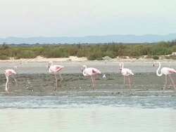 HD: Flock of flamingos Stock Footage