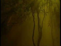 MS underwater view of flooded forest, Amazon, South America Stock Footage