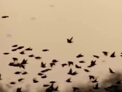 Massive starling flock close up Stock Footage