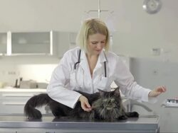 Veterinarian Giving A Shot Of The Vaccine Stock Footage