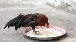 Chicken eating Stock Footage