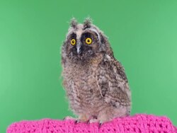 owlet on a green background Stock Footage