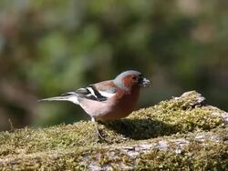 MS Male fringilla coelebs standing on tree stump and eating / vieux pont en auge, Normandy, France Stock Footage