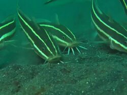 Catfish, Juvenile, organized group feeding, sequences, close up, Indonesia  Stock Footage