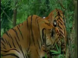 Pan right across group of Tigers laying around and grooming in forest, Western Ghats, India Stock Footage