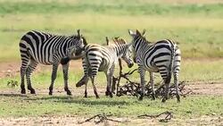 Zebra Scratching at Savannah Stock Footage