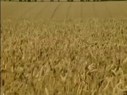WA Wheat field, wheat swaying in breeze, England Stock Footage
