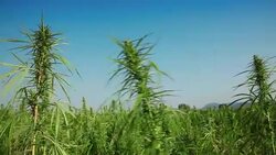 Marijuana, hemp field Stock Footage