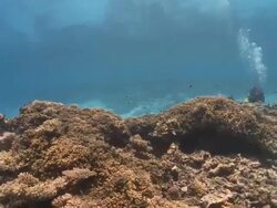 Diver swimming over sandy reef edge, Vaavu Atoll, The Maldives. Stock Footage