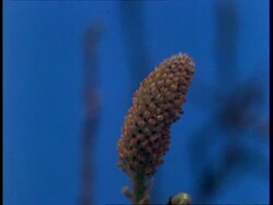 T/L Pussy Willow catkin flowering Stock Footage