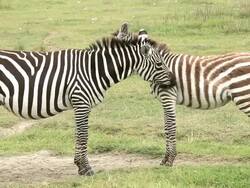 Mother and baby Zebra Stock Footage