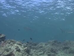 Blacktip Reef Shark Stock Footage