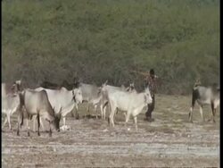 MS Pan right, Gujarat, Indian man walking with herd of cattle through scrub, Gujarat, India Stock Footage
