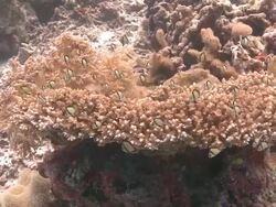 Damselfish (mostly Dascyllus carneus) in and around stagshorn coral. Hiding/defence behaviour  Stock Footage