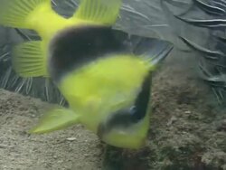 Two banded soapfish (Diploprion bifasciatum) concealing itself from prey by hiding within a feeding catfish (Plotosus lineatus) school. Filmed in Samari. Papua New Guinea Stock Footage