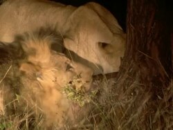 CU Shot of Lions feeding on kill, torchlight shone on them, Entabeni Game Reserve / Limpopo, South Africa Stock Footage