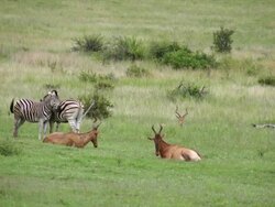 MS View of Red Hartebeest lying in open grassland with Zebras in background / Pilanesberg National Park, North West Province, South Africa Stock Footage