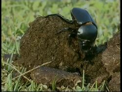 Dung beetle with ball, South India Stock Footage