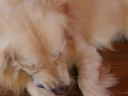 Golden Retriever Dog Scratching His Itchy Skin Stock Footage