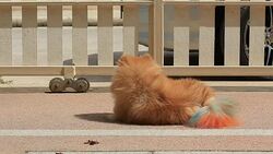 pomeranian dog cute pets in home Stock Footage