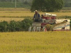 A man harvest crops using by threshing machine Stock Footage