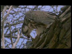 CU Zooming out, Low angle African Eagle feeding in tree, Botswana Stock Footage