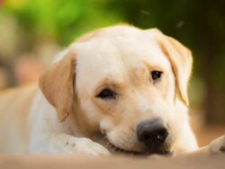 Yellow Labrador Retriever Stock Footage