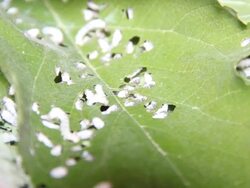 Silk worm Stock Footage