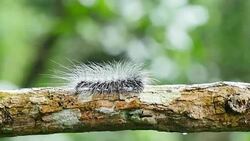 Caterpillar walk on branches in forest, Thailand. Stock Footage