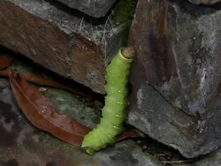 MS Bright green grub worm is on stone / Chapel Hill, North Carolina, United States Stock Footage