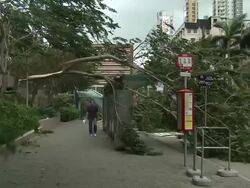 Fallen Trees During Tropical Storm Stock Footage