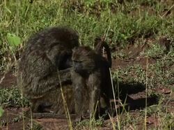 olive baboon (Papio anubis)- mother and young in grooming time Stock Footage