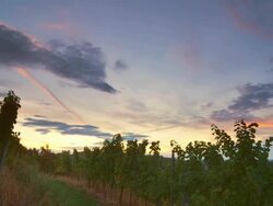 HD TIME LAPSE: Vineyard At Sunrise Stock Footage