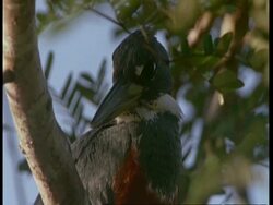 CU Ringed kingfisher in tree, South America Stock Footage