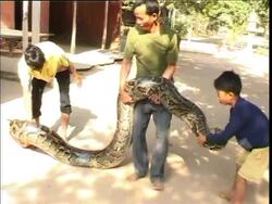 Cambodia - 7-Year-Old Boy Has 4.8m Long Pet Python He Sleeps Curled Up With News Clip