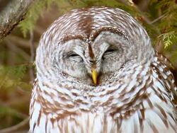CU Shot of Sleepy barred owl / Brighton, Ontario, Canada Stock Footage