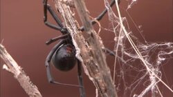 A black widow spider crawls down a twig. Stock Footage