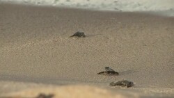 A wave washes over a baby sea turtle crawling over the sand. Stock Footage