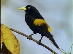 Yellow-rumped Cacique, MCU Cacique, ruffles up feathers, walks along branch and flies off, Panama Stock Footage